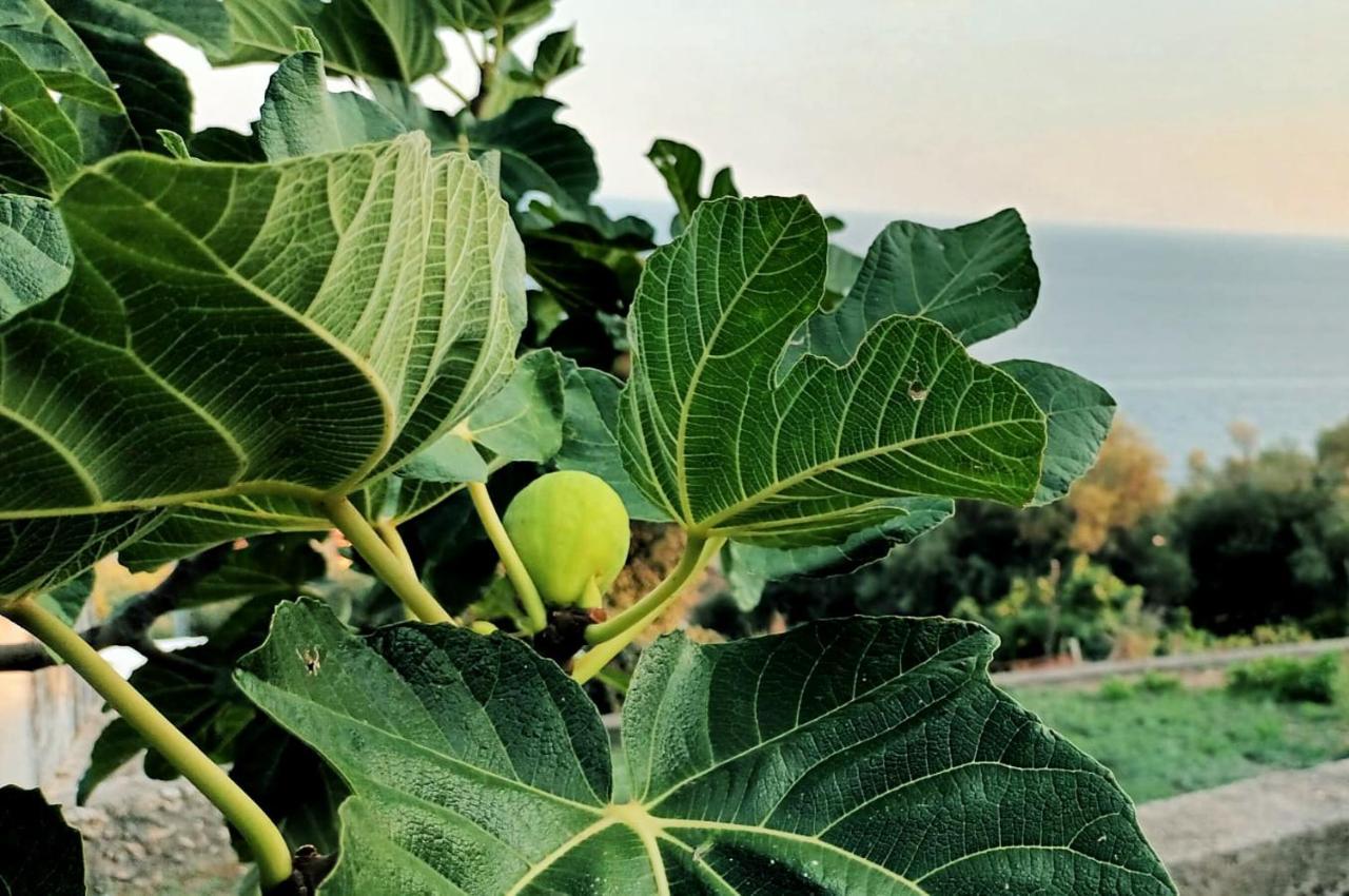 La Sciuscella Βίλα Conca dei Marini Εξωτερικό φωτογραφία